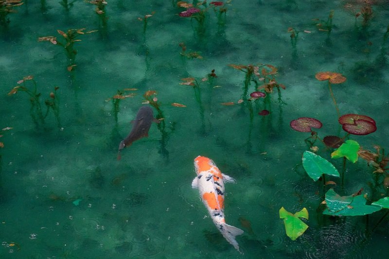 Water Underwater Green Biology Fish Swimming 55158 Pxhere.com