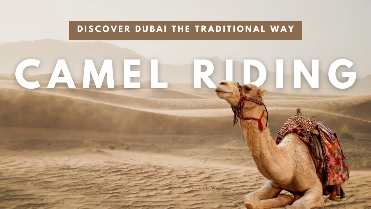 camel riding - desert safari tour