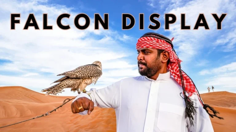 falcon display desert safari trip