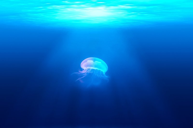 Sea Water Nature Ocean Animal Wildlife 686617 Pxhere.com